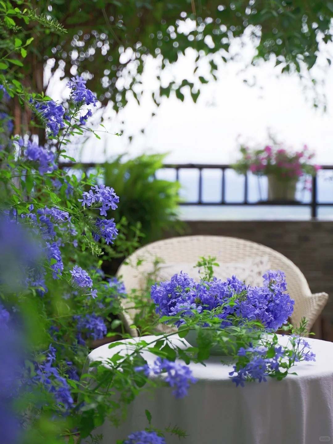 Ở phần bình luận về loại hoa này, chủ nhân khu vườn thoải mái chia sẻ kinh nghiệm trồng hoa với mọi người. Nữ nhiếp ảnh gia cho biết mình đã trồng 3 chậu hoa được 2 năm. Loại hoa này khá dễ trồng, chỉ cần đó là nơi có nhiều nắng, được tưới nhiều nước hàng ngày và bón phân đều đặn là cây sẽ phát triển cực mạnh mẽ.