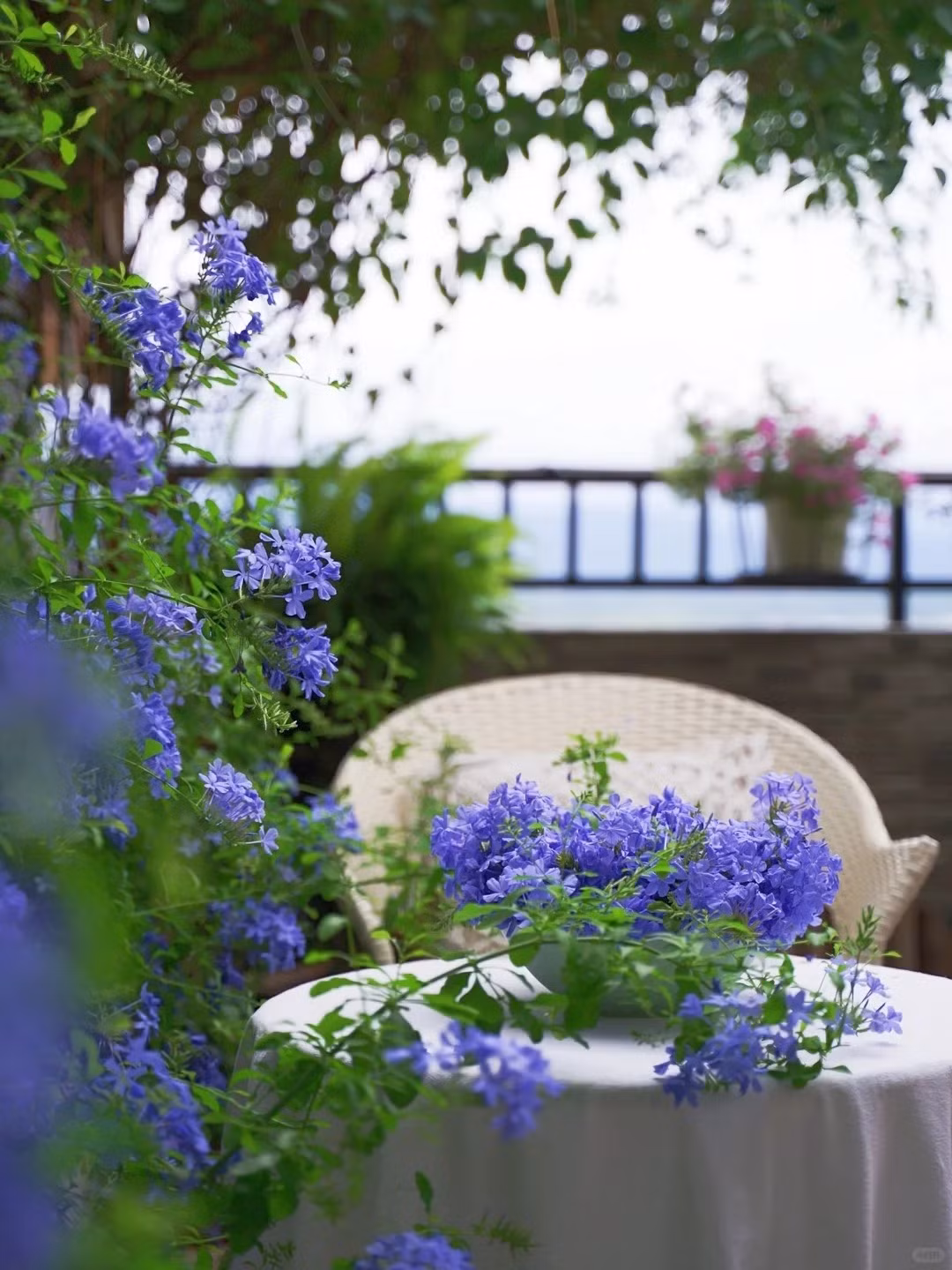 Ở phần bình luận về loại hoa này, chủ nhân khu vườn thoải mái chia sẻ kinh nghiệm trồng hoa với mọi người. Nữ nhiếp ảnh gia cho biết mình đã trồng 3 chậu hoa được 2 năm. Loại hoa này khá dễ trồng, chỉ cần đó là nơi có nhiều nắng, được tưới nhiều nước hàng ngày và bón phân đều đặn là cây sẽ phát triển cực mạnh mẽ.