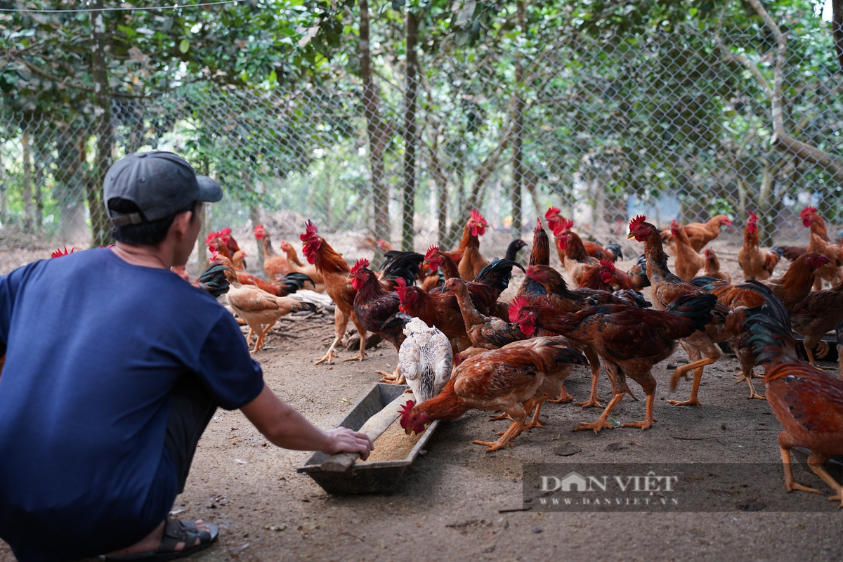 Làm kinh tế vườn, lão nông Quảng Nam thu nửa tỷ/năm Lam kinh te vuon, lao nong Quang Nam thu nua ty/nam