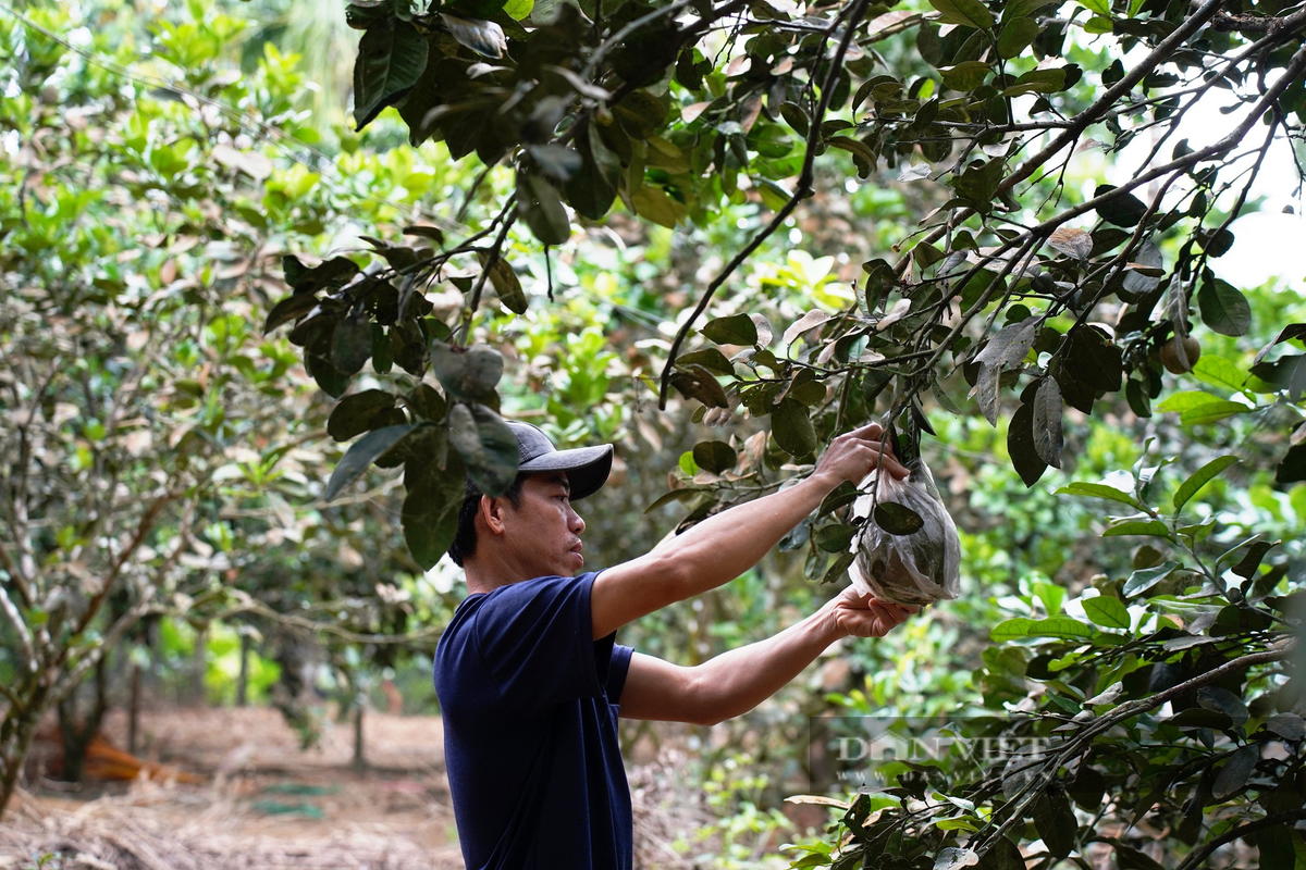 Làm kinh tế vườn, lão nông Quảng Nam thu nửa tỷ/năm - Hình 2 Lam kinh te vuon, lao nong Quang Nam thu nua ty/nam-Hinh-2
