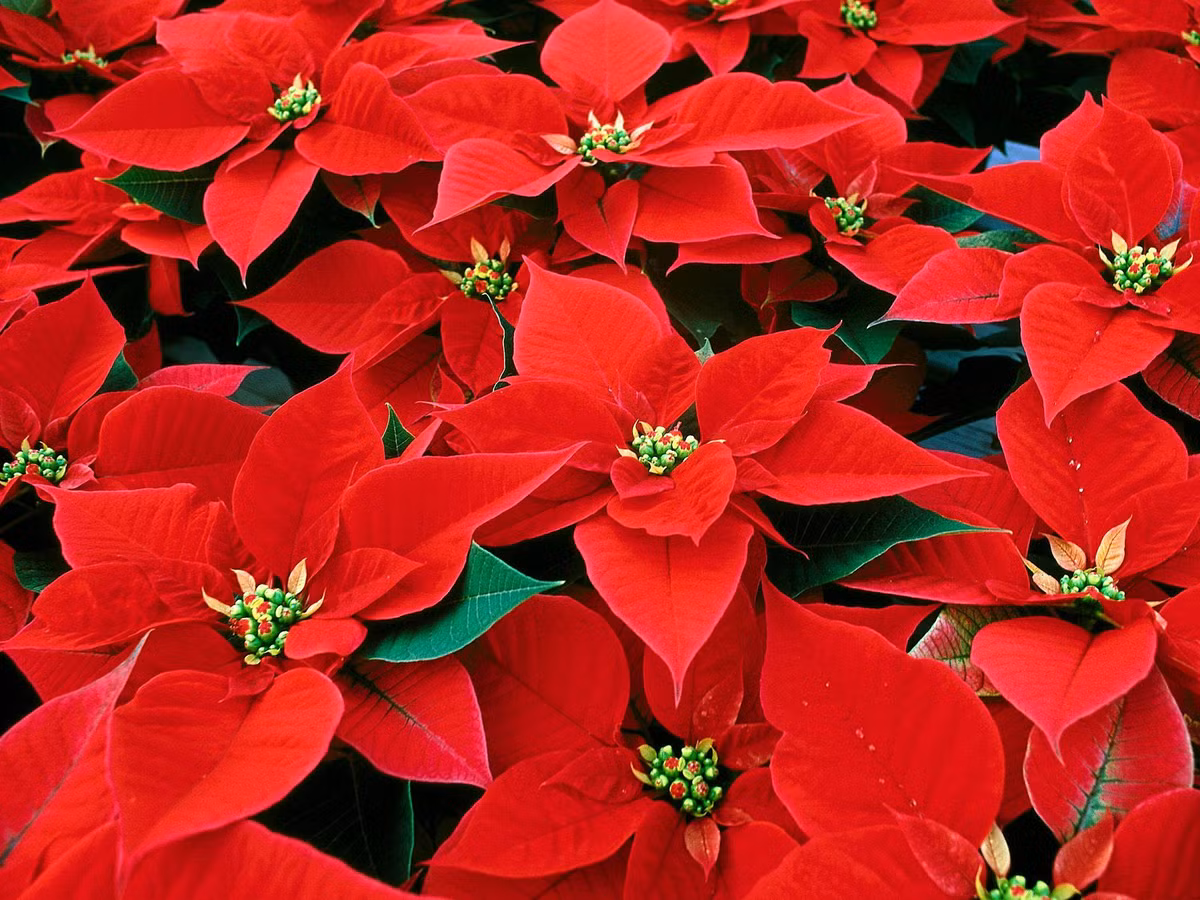 Kỳ diệu thay, từ những nhánh cây, lá xanh bắt đầu đổi thành những cánh hoa đỏ rực rỡ và máng cỏ của Chúa Hài Đồng nhanh chóng được bao bọc trong những bông hoa có hình dáng như ngôi sao.