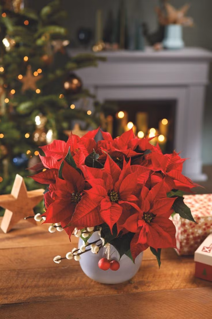 Có lẽ câu chuyện này khởi nguồn một thực tế rằng cây hoa trạng nguyên là loài cây bản địa ở Mexico. Loài hoa được các tín đồ ở miền đất mới dùng để trang trí Giáng sinh một thời gian dài trước khi du nhập vào châu Âu năm 1834.