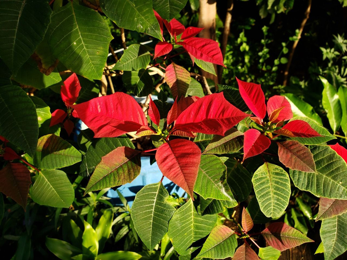 Bần cùng bất đắc dĩ, Maria và Pablo đã phải hái một loài cây dại có lá lớn bên đường để làm quà dâng lên Chúa khi đến lễ nhà thờ. Dù bị những đứa trẻ khác trêu chọc, hai em vẫn quyết định đặt món quà xung quanh máng cỏ ở hang đá của nhà thờ.
