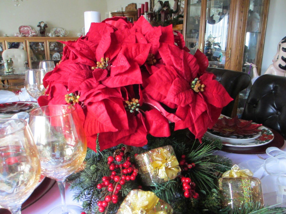 Tại các nước Âu - Mỹ, mỗi khi Giáng sinh đến, nhiều gia đình lại bày những bó trạng nguyên được trang trí cầu kỳ trong nhà. Tập quán này bắt nguồn từ một câu chuyện cảm động được lưu truyền qua nhiều thế kỷ.