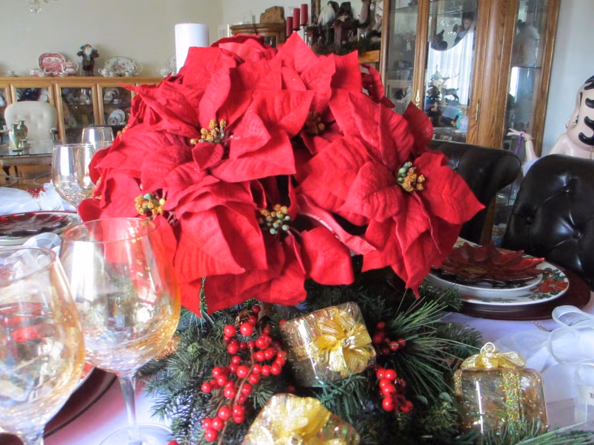 Tại các nước Âu - Mỹ, mỗi khi Giáng sinh đến, nhiều gia đình lại bày những bó trạng nguyên được trang trí cầu kỳ trong nhà. Tập quán này bắt nguồn từ một câu chuyện cảm động được lưu truyền qua nhiều thế kỷ.