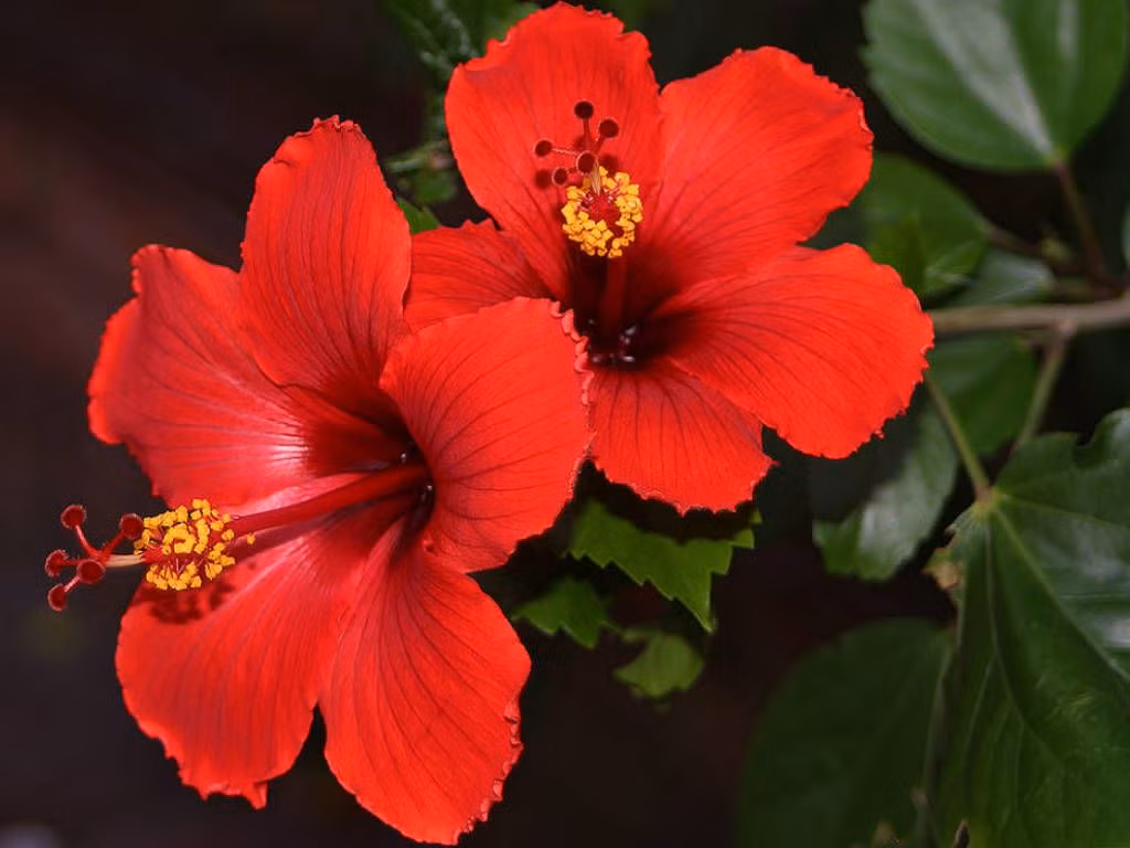 Malaysia là một quốc gia láng giềng của Việt Nam ở khu vực Đông Nam Á. Quốc hoa của đất nước này là hoa dâm bụt, loài hoa rất quen thuộc với người Việt. Vì sao người Malaysia chọn dâm bụt làm quốc hoa?