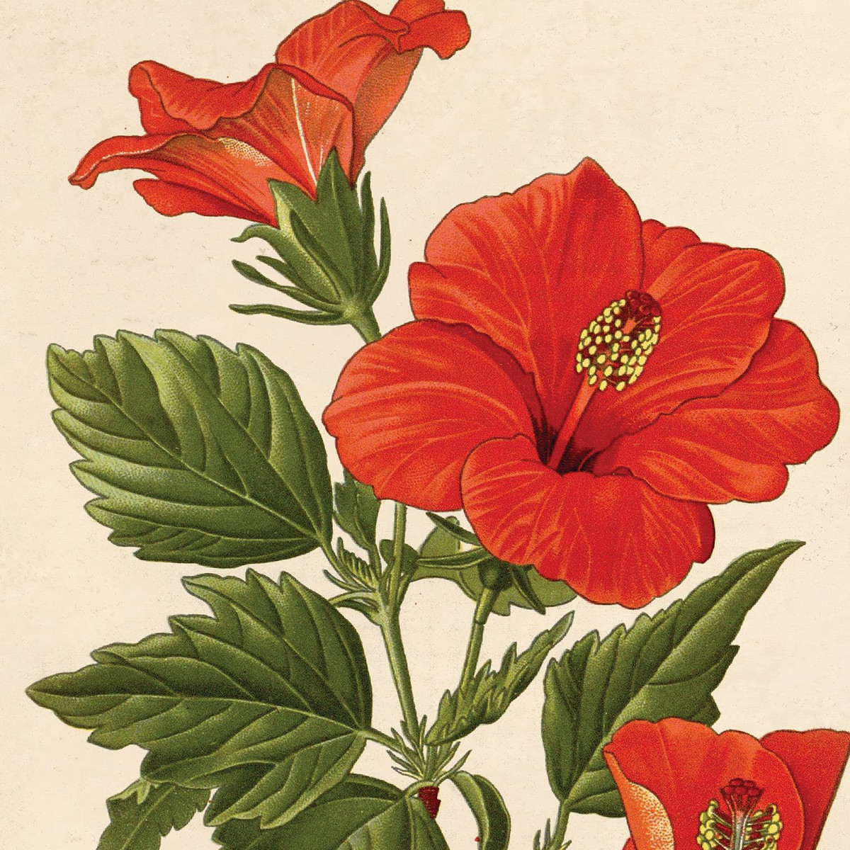 Năm nguyên tắc đó là: 1 - Niềm tin vào Thượng đế; 2 - Trung thành với nhà vua và đất nước; 2 - Hiến pháp của Nhà nước là tối cao; 4 - Thượng tôn pháp luật; 5 - Sống đúng đắn và đạo đức.