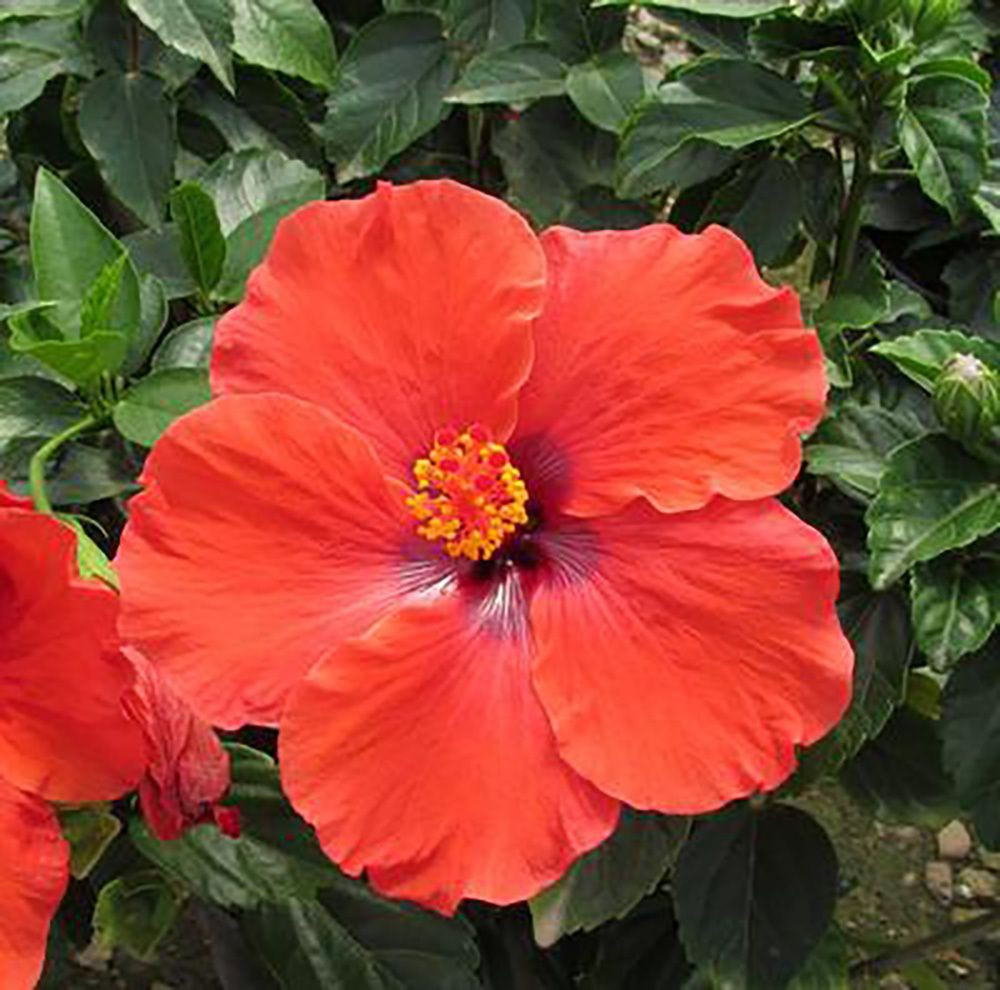 Bản thuyết trình về quốc hoa nêu rõ năm cánh hoa dâm bụt đại diện cho Rukun Negara hay “Năm Nguyên tắc quốc gia” - triết lý chính thống của Malaysia trong việc tăng cường đoàn kết dân tộc.