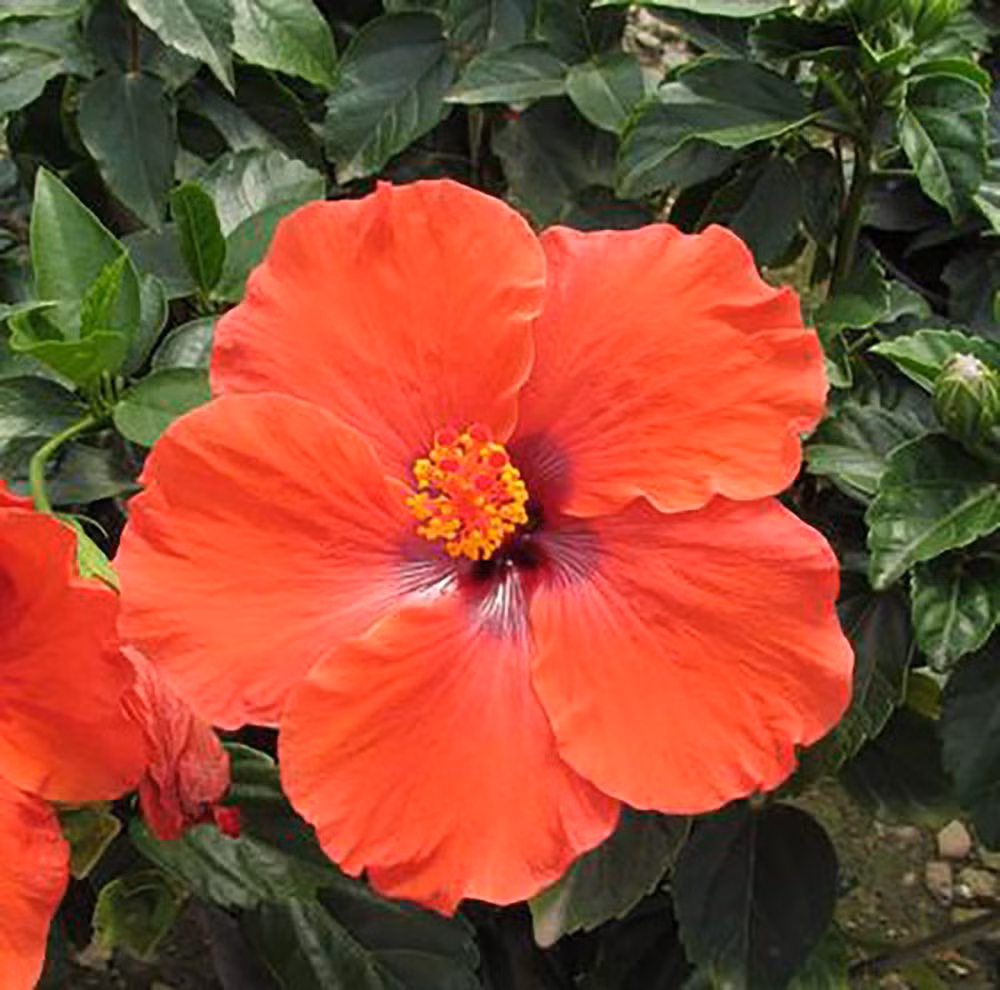 Bản thuyết trình về quốc hoa nêu rõ năm cánh hoa dâm bụt đại diện cho Rukun Negara hay “Năm Nguyên tắc quốc gia” - triết lý chính thống của Malaysia trong việc tăng cường đoàn kết dân tộc.