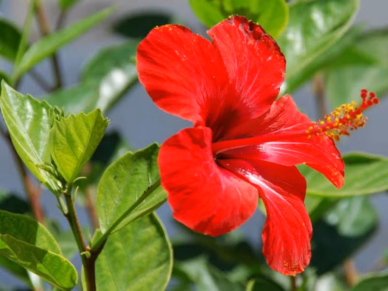 Dâm bụt là một loài cây cho hoa lớn, thường có màu đỏ bắt mắt. Đây là cây bản địa ở Malaysia và các quốc gia lân cận, thường được trồng làm hàng rào hoặc làm cảnh trong vườn nhà hoặc nơi công cộng.