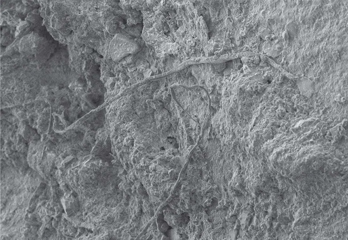 7. Một đoạn dây dài 6mm bao gồm 3 bó sợi xoắn vào nhau và dính chặt vào một công cụ bằng đá mỏng, dài 60 mm của người Neandertha đã được phát hiện ở Pháp, đem lại những khám phá mới về trí tuệ của loài người đã tuyệt chủng này.