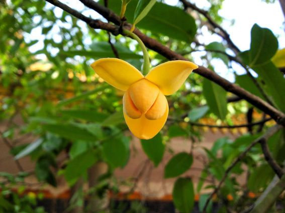 Rumdul là một loài cây thân gỗ bản địa ở Campuchia và một số vùng của Đông Nam Á, trong đó có ở Tây Nam Bộ của Việt Nam với tên khoa học là Mitrella mesnyi. Ở miền Tây Nam Bộ, cây này được gọi là cây chùm đuông. Cây cao từ 8-15m, đường thân kính từ 20-30cm.