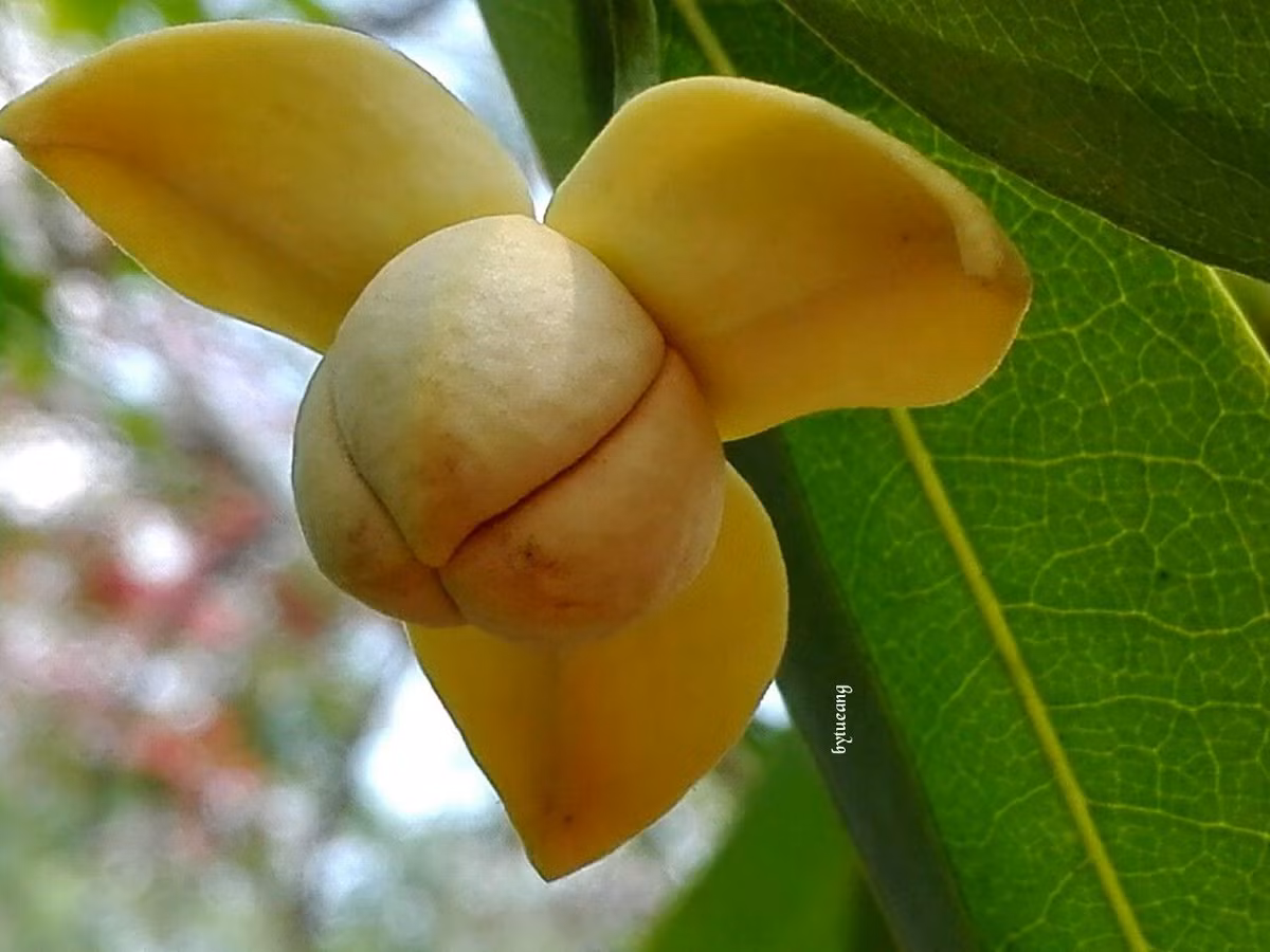 Hoa rumdul có màu vàng hơi nhạt, cánh hoa tròn, mang nét đẹp mộc mạc, giản dị, Khi nở bung, hoa rumdul tỏa mùi hương ngọt ngào thoang thoảng, đặc biệt là ban đêm. Trái rumdul khi chín màu đỏ – đen rất bắt mắt và ăn được.