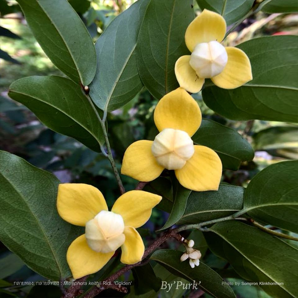 Trong văn hóa truyền thống của người Campuchia, hoa rumdul được ví với những thiếu nữ Khmer hồn hậu, trẻ trung, duyên dáng và luôn tràn đầy sức sống. Loài hoa này từ lâu đã trở thành đề tài của thi ca, hội họa và âm nhạc ở xứ chùa tháp.