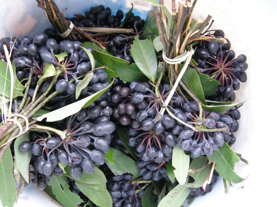 Trong đời sống hàng ngày, cây hoa rumdul có rất nhiều công dụng, như hoa dùng để cất dầu thơm và dầu trị bệnh, thân vừa cung cấp gỗ vừa cung cấp củi, quả là một món ăn dân dã được nhiều người ưa chuộng...