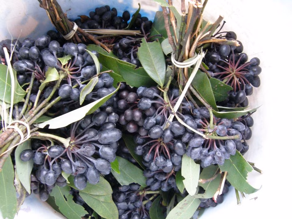 Trong đời sống hàng ngày, cây hoa rumdul có rất nhiều công dụng, như hoa dùng để cất dầu thơm và dầu trị bệnh, thân vừa cung cấp gỗ vừa cung cấp củi, quả là một món ăn dân dã được nhiều người ưa chuộng...