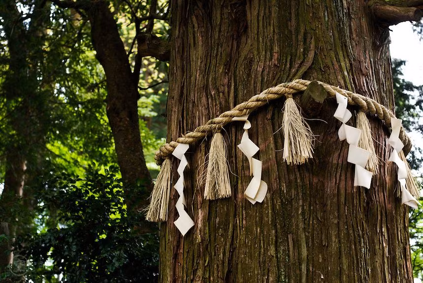 Những sợi dây thừng khổng lồ đó được gọi là Shimenawa. Tại các ngôi đền Thần đạo ở Nhật Bản, chúng thường được treo trên cổng Torii, cửa ra vào đền và cả các gốc cây, tảng đá trong khuôn viên đền.