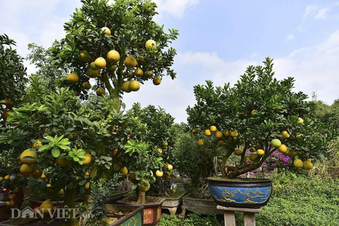 Dai gia chi tien khung sam cay canh co choi Tet som-Hinh-3