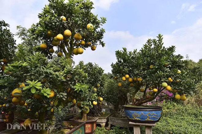 Dai gia chi tien khung sam cay canh co choi Tet som-Hinh-3