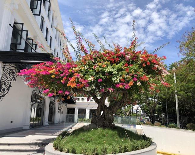 Dai gia chi tien khung sam cay canh co choi Tet som