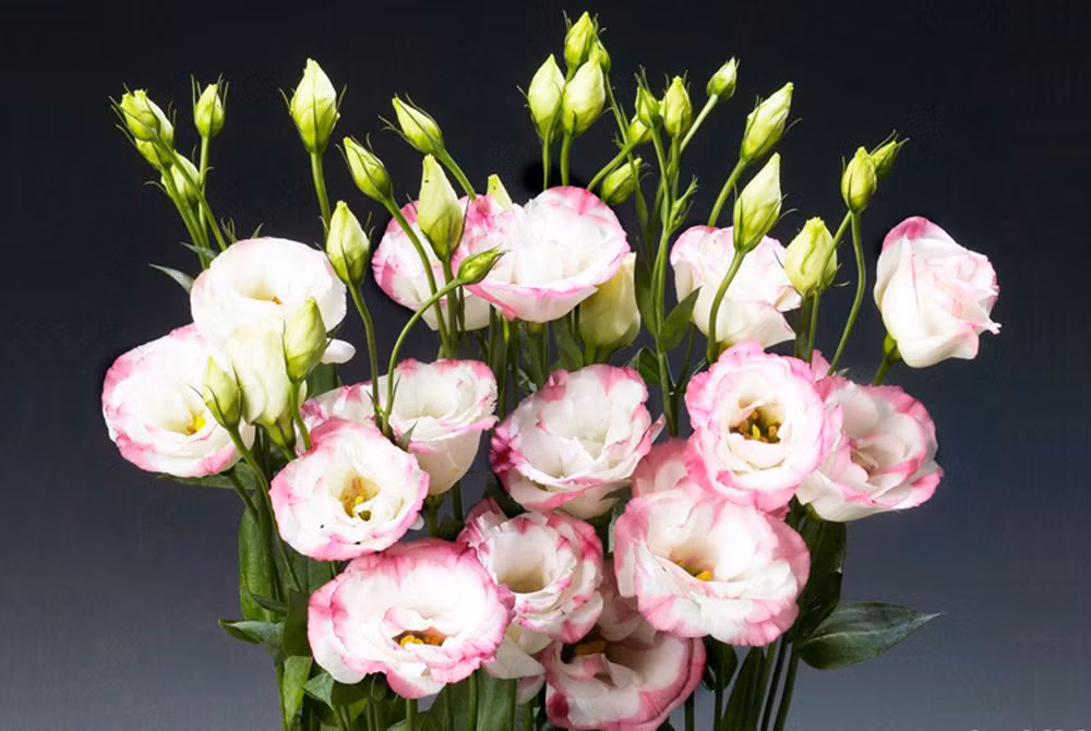 Đặt hoa cát tường. Khi bạn nghe thấy tên cát tường đã thấy sự may mắn hiện diện. Bởi bản thân tên hoa cát tường mang ý nghĩa, may mắn, thuận lợi. Nếu đặt loài hoa này trên bàn thờ Thần Tài, ông Địa, bạn sẽ chiêu tài thành công. 