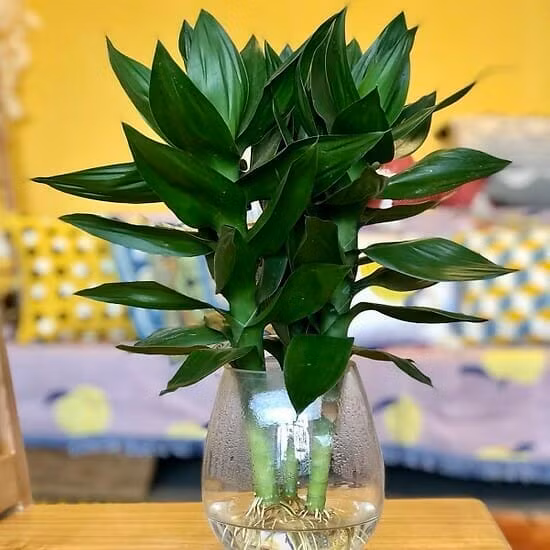  Trong phong thủy, cây phát tài mang ý nghĩa của sự may mắn, thu hút tài lộc cho người trồng. Đồng thời, cây này cũng rất thích hợp đặt tại các cơ quan, doanh nghiệp, giúp mang tới nhiều may mắn, tài lộc cho chủ nhân. Bên cạnh đó, cây phát tài còn khá dễ trồng, bạn hoàn toàn có thể trồng cây phát tài trong bình thủy tinh càng tôn lên vẻ rực rỡ của chúng. 