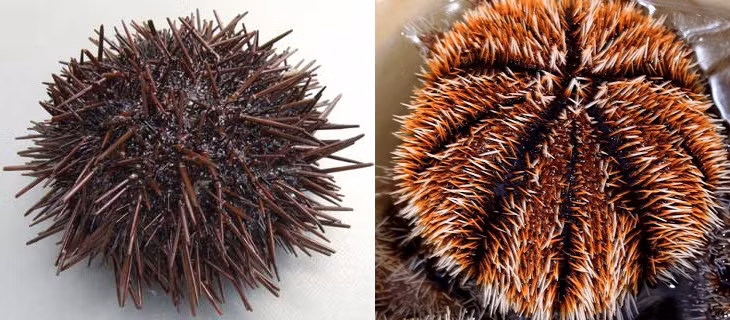 Loai dong vat xau xi, vi nhu “nhan sam cua bien”