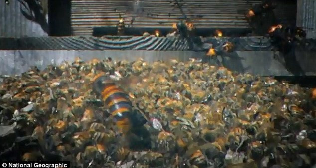 30 ong bắp cày giết 3 vạn ong mật, phá tổ ăn thịt con non ảnh 1