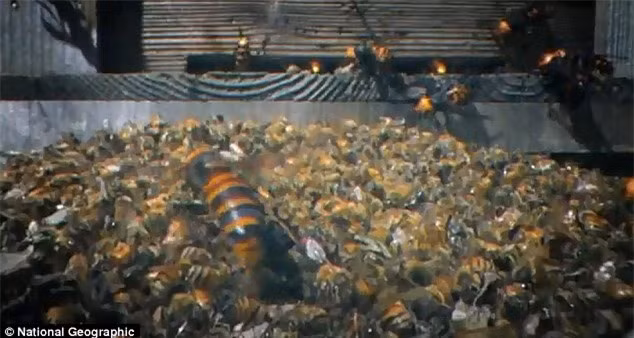 30 ong bắp cày giết 3 vạn ong mật, phá tổ ăn thịt con non ảnh 1