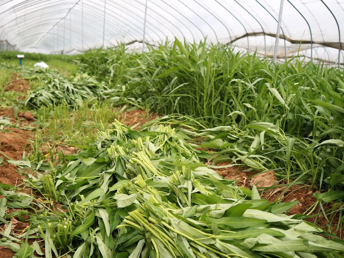 Loai rau “van nguoi me”, canxi cao hon sua-Hinh-2