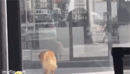 Trời nóng nhưng chủ không chịu bật điều hòa, chó Golden hành động bất ngờ Troi nong nhung chu khong chiu bat dieu hoa, cho Golden hanh dong bat ngo