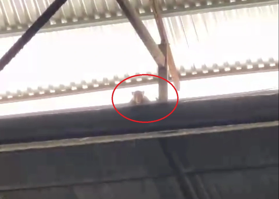 Khỉ hoang tấn công nhiều người tại Vĩnh Long Khi hoang tan cong nhieu nguoi tai Vinh Long