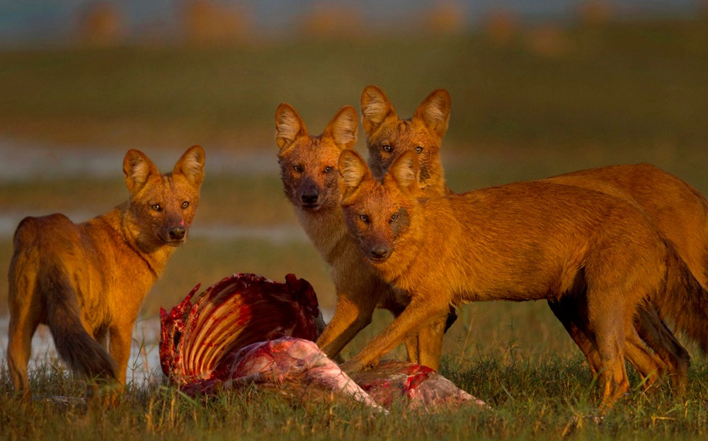 Loài chó hoang có thể giết được hổ - Hình 6 Loai cho hoang co the giet duoc ho-Hinh-6