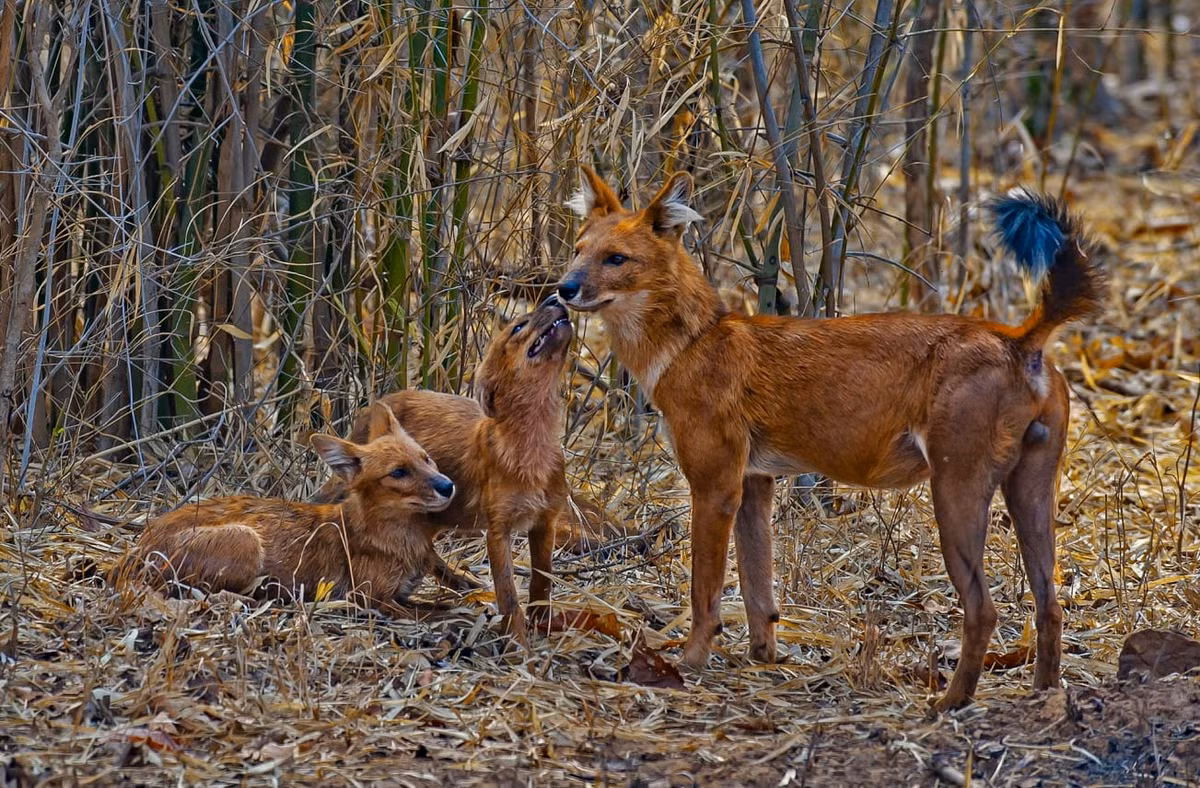 Loai cho hoang co the giet duoc ho-Hinh-2