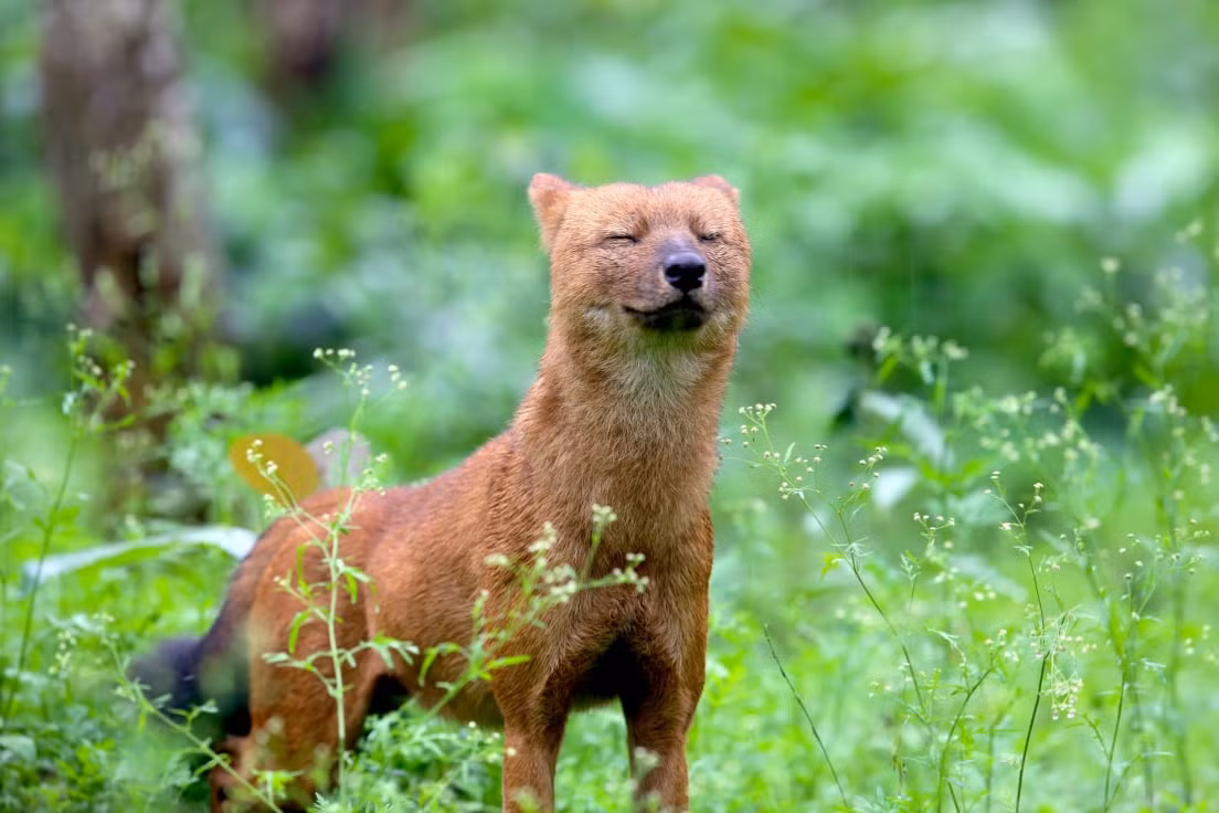 Loai cho hoang co the giet duoc ho