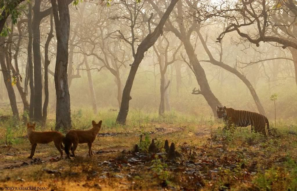 Loài chó hoang có thể giết được hổ - Hình 3 Loai cho hoang co the giet duoc ho-Hinh-3