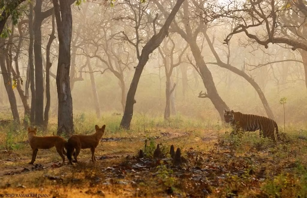 Loai cho hoang co the giet duoc ho-Hinh-3