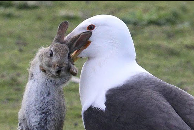 Video: Bat ngo truoc su tan ac cua chim hai au