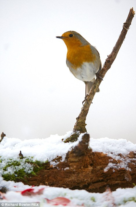 Hình ảnh tuyệt đẹp, chú chim đậu trên cành cây khô phủ đầy tuyết trắng gần Corwen, Bắc Wales.