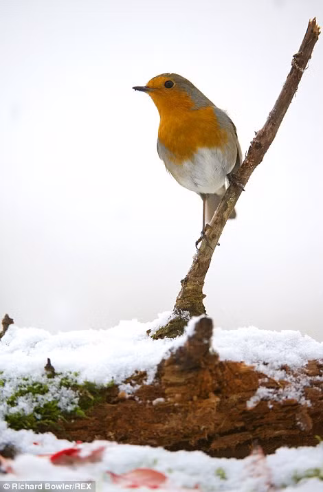 Hình ảnh tuyệt đẹp, chú chim đậu trên cành cây khô phủ đầy tuyết trắng gần Corwen, Bắc Wales.