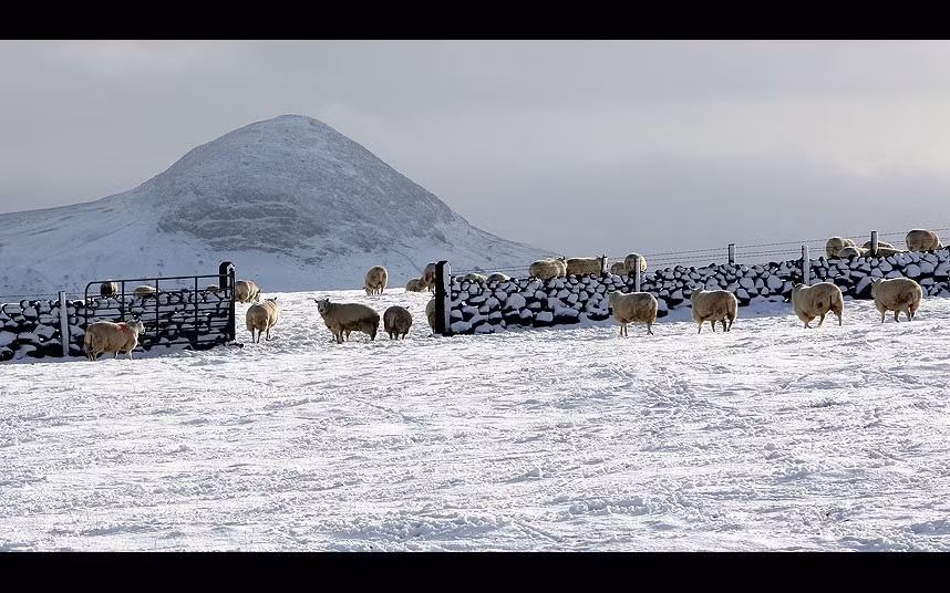 Đàn cừu thong thả dạo chơi trên mặt đất phủ đầy tuyết trắng ở các ngọn đồi tại vùng Glenarm, Co Antrim.