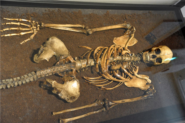 Phat hien bo xuong nu nua nguoi nua ca, phai chang ‘nang tien ca’-Hinh-3