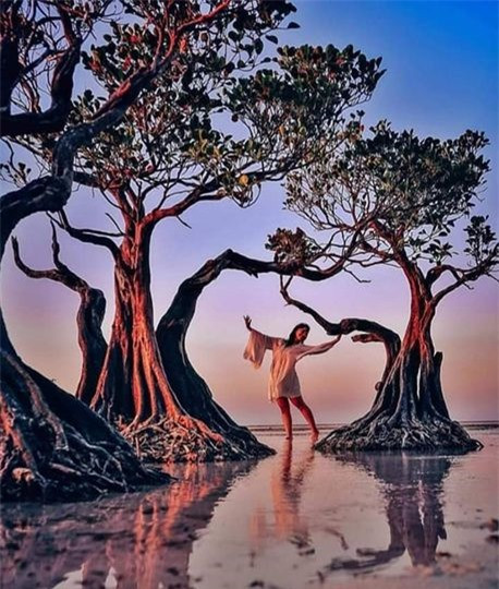 Loài “cây nhảy múa” độc đáo trải dọc bãi biển đảo Sumba ảnh 4