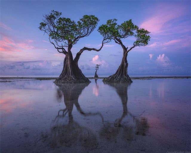 Loài “cây nhảy múa” độc đáo trải dọc bãi biển đảo Sumba ảnh 2