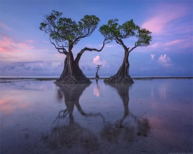 Loài “cây nhảy múa” độc đáo trải dọc bãi biển đảo Sumba ảnh 2