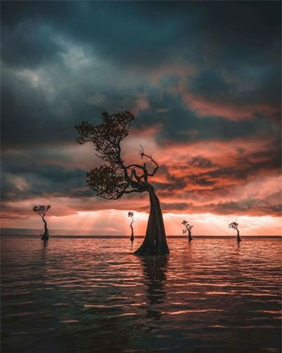 Loài “cây nhảy múa” độc đáo trải dọc bãi biển đảo Sumba ảnh 6