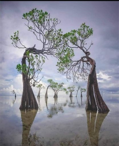 Loài “cây nhảy múa” độc đáo trải dọc bãi biển đảo Sumba ảnh 3