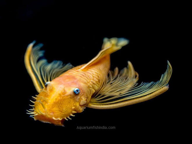 Tha cau, nguoi dan ong bat ngo keo len mot sinh vat la-Hinh-2