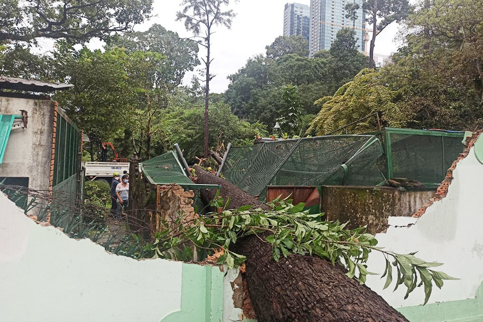 Cay xanh bat goc, de sap chuong thu trong Thao Cam Vien