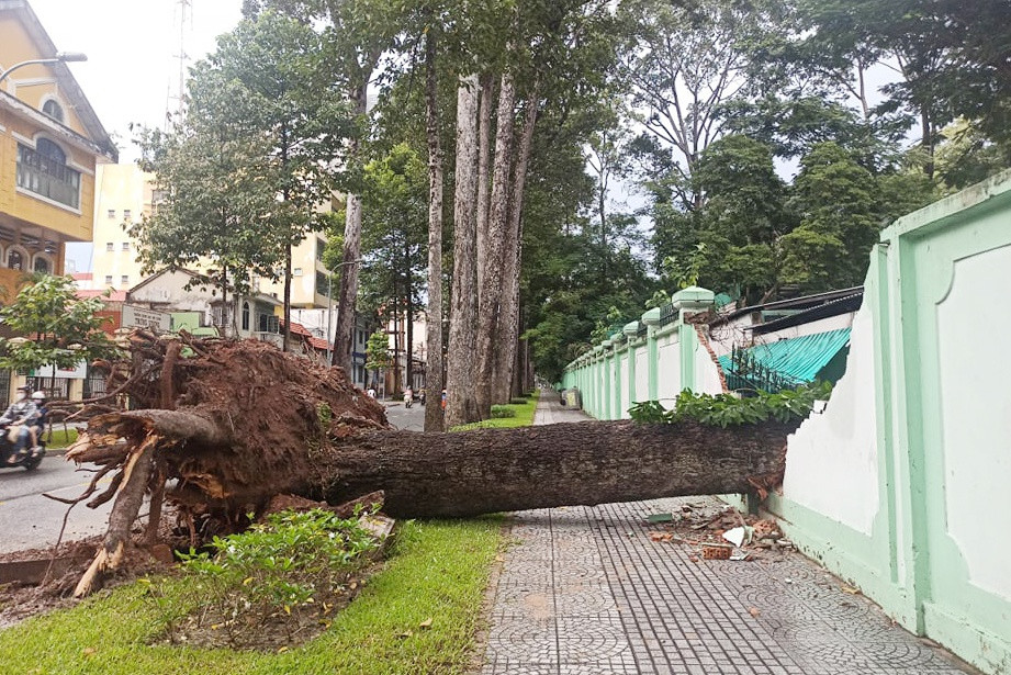 Cay xanh bat goc, de sap chuong thu trong Thao Cam Vien-Hinh-2